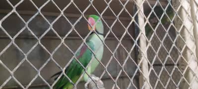 breeder pair for sale
