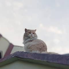 Persian