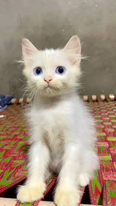 Blue Eyes Beauty looking for a new Home