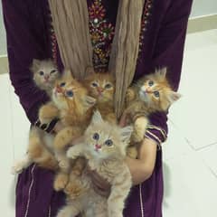 active and beautiful  kittens