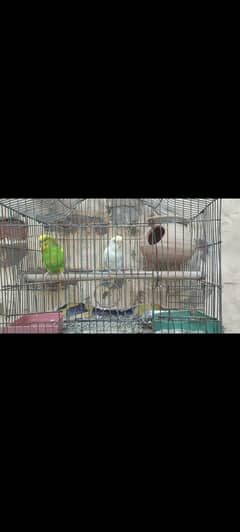 cocktail and budgie