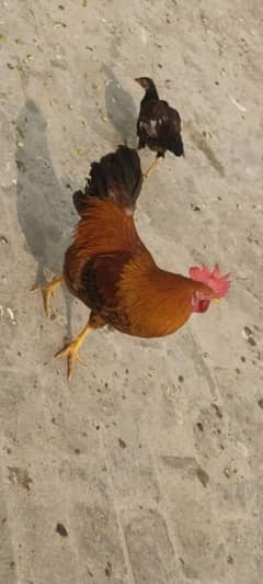 Desi