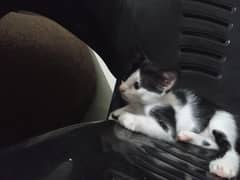 kitten for adaptation