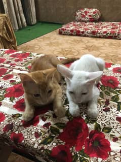 cate pair