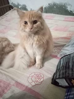 Cats for sale