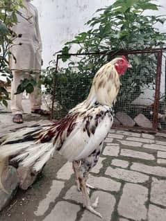 Cheena murgi murgi or chicks
