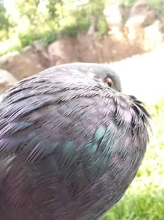 pigeon