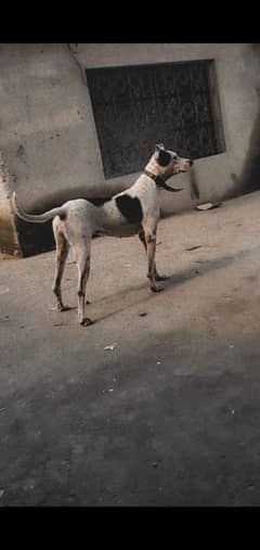 bully gultair dog