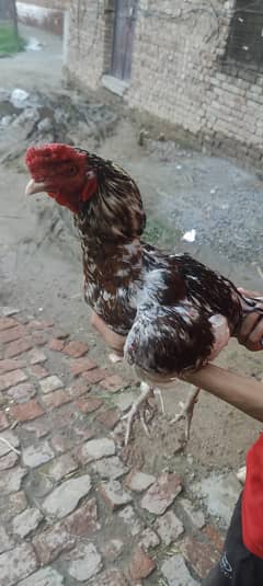 aseel mian ali