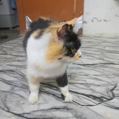 Cat cute