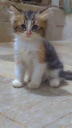 kitten for sale
