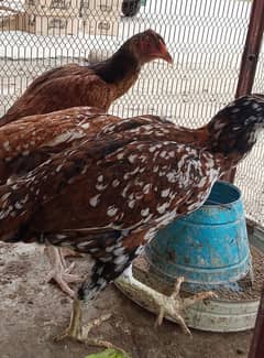 Aseel Female for Sale