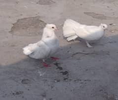 Fantail piegons breeder pair for sale.