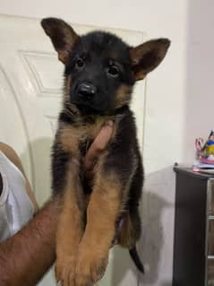 German