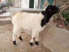 Goats for sell dhumba bakra