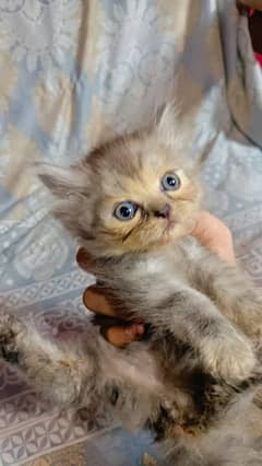 Persian kittens available