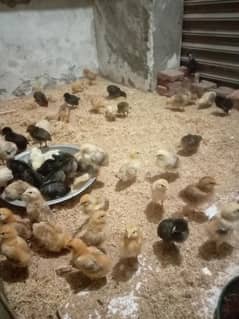 golden misri chicks 20 days old for sale