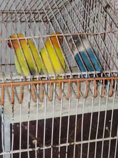 cockatiel and love birds