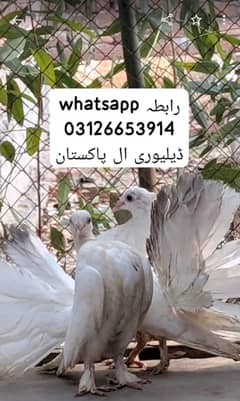pigeons
