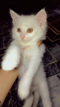 Persian baby cat