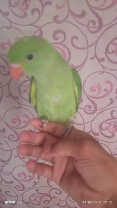 katha chicks available for sale  3 months age