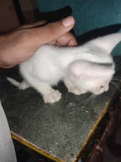 persian