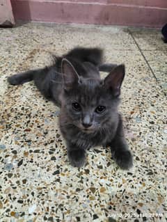 3 Months old Persian Kittens