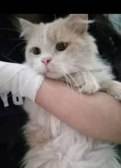 persian cat