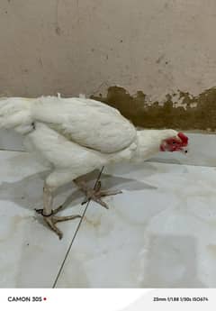 heera aseel female