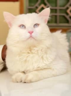 Male Cat for Sale