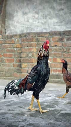 Aseel Bird For Sale