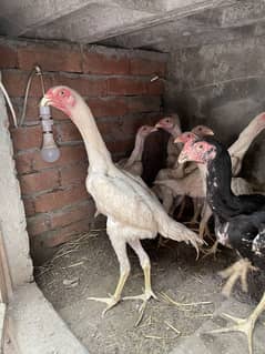 white o shamo chicks