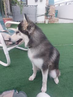 Female Husky