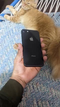iPhone 8