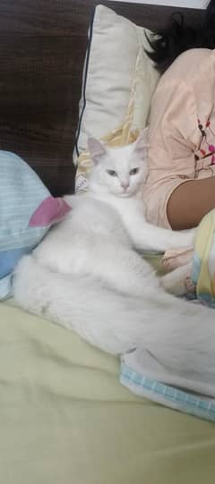 Semi -Persian female for sale
