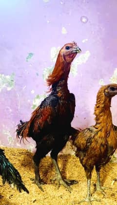 DRAGON HEERA BURMI THAI SHAMO GANOI MADAGASCAR CHICK'S 03706073028