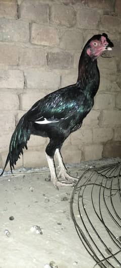Aseel murge or murgiya
