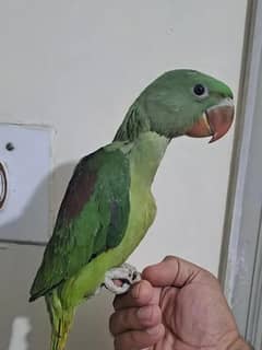 Kashmiri Raw Chick Male For Sale