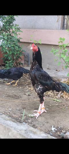 Aseel/breader/male/females/hens/murghi/murgha