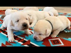 lebrador puppy's