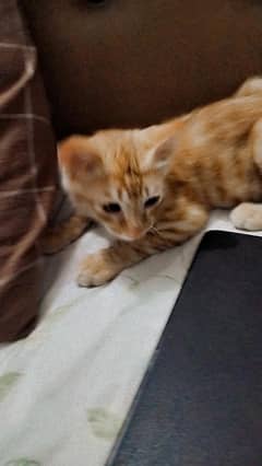 pretty little baby cat orange 5 months old