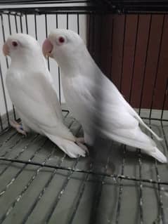 Albino