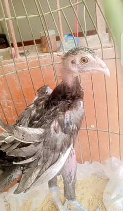 Aseel Thai Pathi /Murgi
