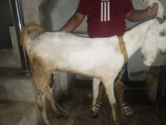2 bakiya ha aik bancha ha wo bi female ha