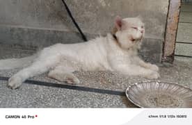 Persian cat for sale 03012716053