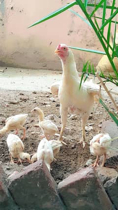 Turkish hint Heera Aseel chicks