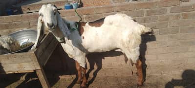for sale 6dat ha