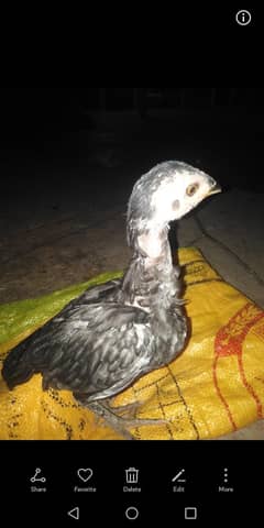 aseel breed