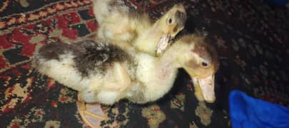 duck pair for sale
