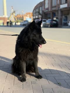 Black german shepherd | pink pedigree | long coat german shepherd Dog